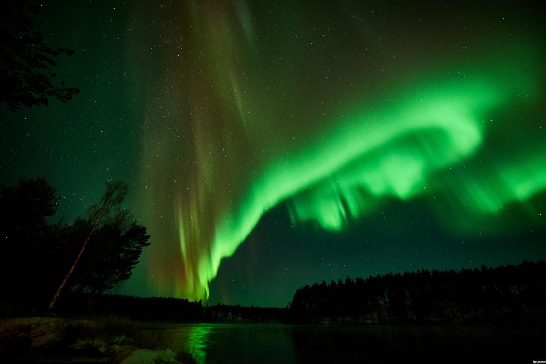 Northern lights over a Nordic forest