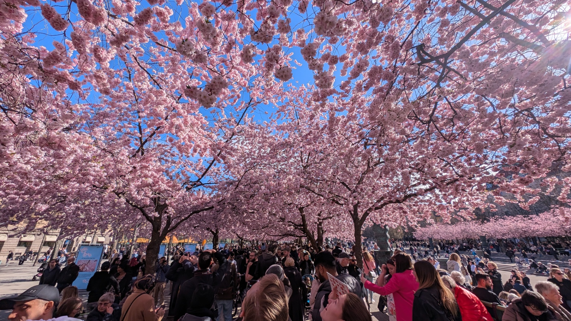 Cherry blossoms in bloom over a Stockholm avenue